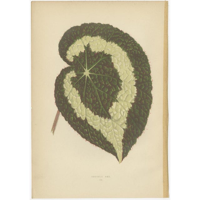 E.J. Lowe and W. Howard, Botanical Prints, 1891, Paper, Set of 8 For Sale - Image 3 of 10