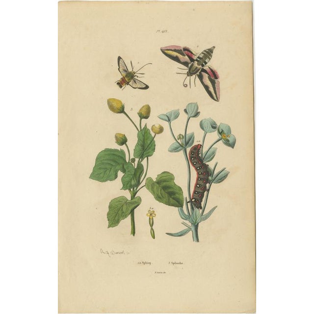 Guérin & Duméril, Butterfly and Moth, 1835, Engraving, Set of 2 For Sale - Image 4 of 10
