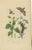 Guérin & Duméril, Butterfly and Moth, 1835, Engraving, Set of 2 For Sale - Image 4 of 10