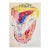 André Thomkins, 1970s Modernist Swiss Colorful Surrealism Signed Dada Lithograph Andre Thomkins For Sale