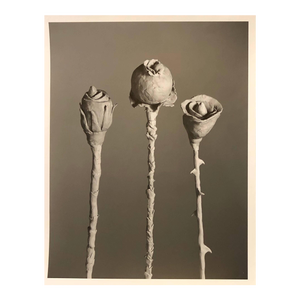 Jo Ann Callis, After Blossfeldt #1, Vintage Silver Gelatin Signed Photograph, 1988