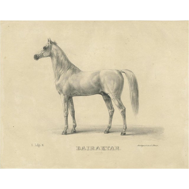 August Jäger, Horse Bairaktar, 1846, Paper Lithograph For Sale - Image 10 of 10