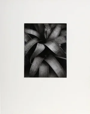 Reeds, Wellesley, Kipton Kumler Gelatin Silver Print Photograph