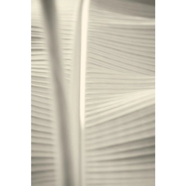 White Leaf' Oversize Archival Pigment Print - Signed Limited Edition Fine Art photograph of a banana leaf. by Stuart...