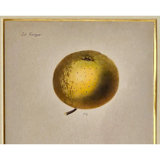 French Fruit Engraving, 19th Century For Sale - Image 4 of 4