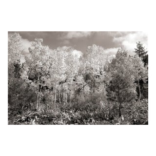 Fall Landscape Digital Archival Print "Aspen #7" by Jacques Gael Cressaty 2025 For Sale