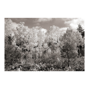 Fall Landscape Digital Archival Print "Aspen #7" by Jacques Gael Cressaty 2025