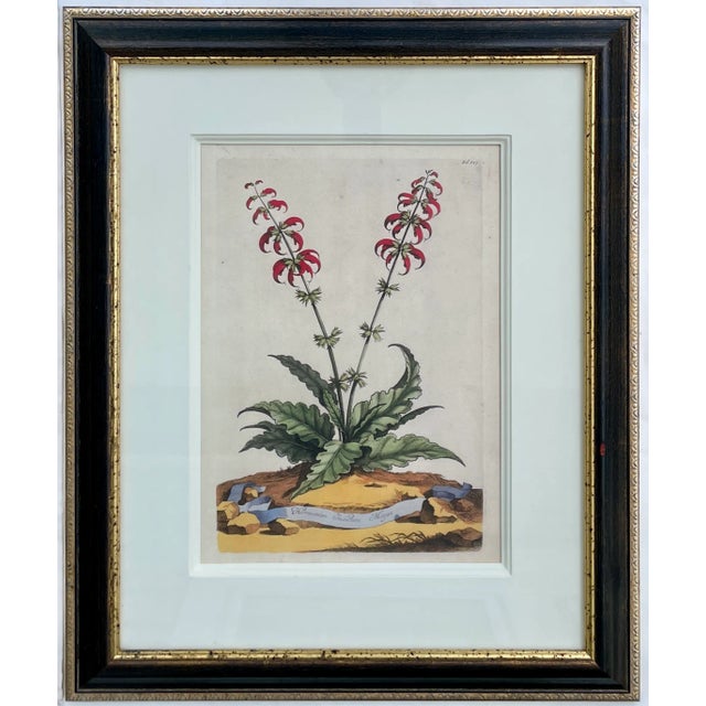 Trowbridge Framed Botanical Prints Set of Two, Abraham Munting For Sale - Image 4 of 7
