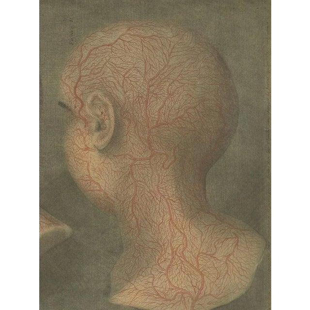 Gautier-D’Agoty, Anatomical Study of Head and Neck Veins, 1748, Paper For Sale - Image 4 of 11
