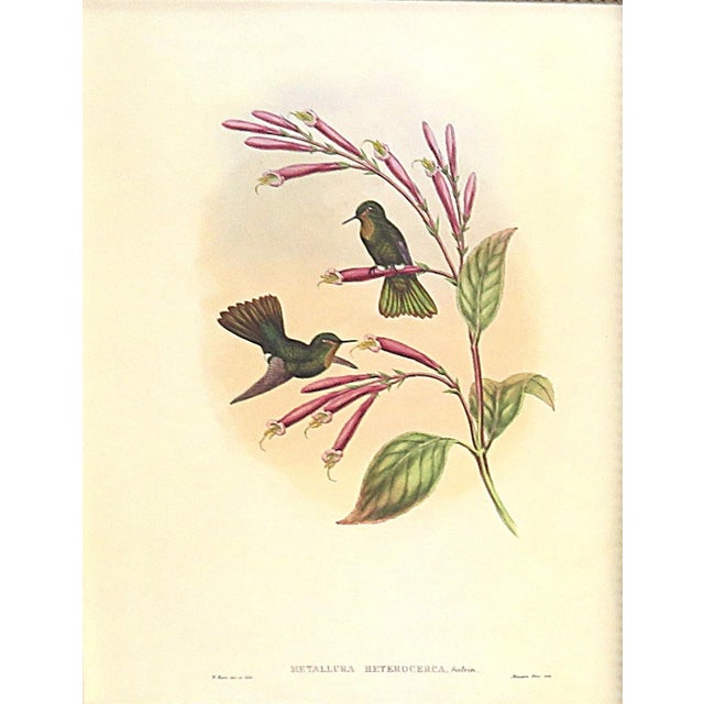 FREE SHIPPING ANYWHERE IN THE CONTINENTAL US! This is a set of John Gould Humming Bird full color lithographs. 1st edition...