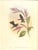 FREE SHIPPING ANYWHERE IN THE CONTINENTAL US! This is a set of John Gould Humming Bird full color lithographs. 1st edition...