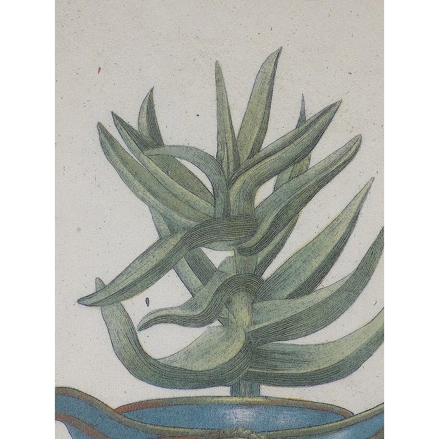 Mid 18th Century Antique 18th Century Johann Wilhelm Weinmann Folio Size Framed Hand Colored Mezzotints "Aloe Africana" - A Pair For Sale - Image 5 of 9