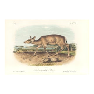 1851 Audubon Quadruped Octavo Lithograph "Plate 78 Black-Tailed Deer" For Sale