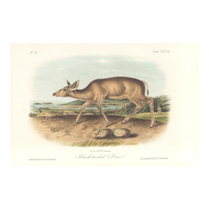 1851 Audubon Quadruped Octavo Lithograph "Plate 78 Black-Tailed Deer"