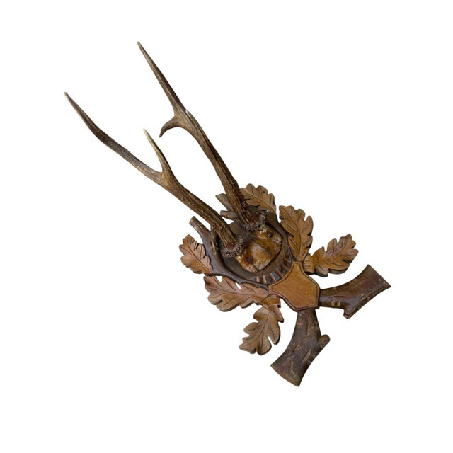 Large roe deer trophy with unusual plaque.