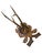 Large roe deer trophy with unusual plaque.