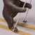 Early 20th Century Antique Carved Black Forest Skiing Bear, Brienz Switzerland Ca. 1930 For Sale - Image 5 of 8