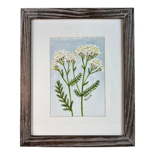 “Wild Yarrow Study” Original Watercolor Painting Signed and Framed For Sale