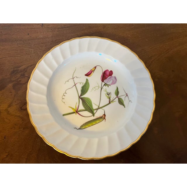 Antique 18th Century Derby Porcelain Botanical Plate Decorated With Hand Painted Specimen - Sweet Pea For Sale - Image 9 of 12