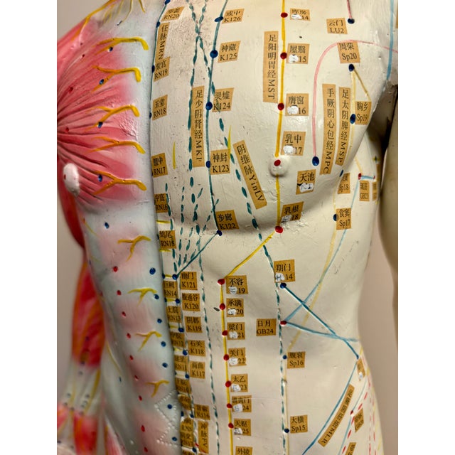 1960s Anatomy of Man Acupuncture Detachable Arms, 1965 For Sale - Image 5 of 18