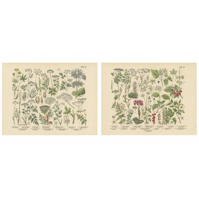 German Botanical Plates Umbellifers & Medicinal Plants, Stuttgart c.1890 : A finely detailed and visually harmonious pair...