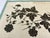 Barbara Anne Townshend, The Pencil'd Geranium, Paper Cut For Sale - Image 5 of 8