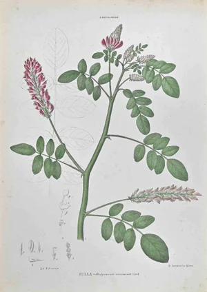 Vincenzo Tenore, Hedisaram Coronarum, Lithograph, 1870s