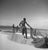 Montego Bay Fisherman by Toni Frissell Local fisherman bring in their nets on the beach in Montego Bay, 1948. (Toni...