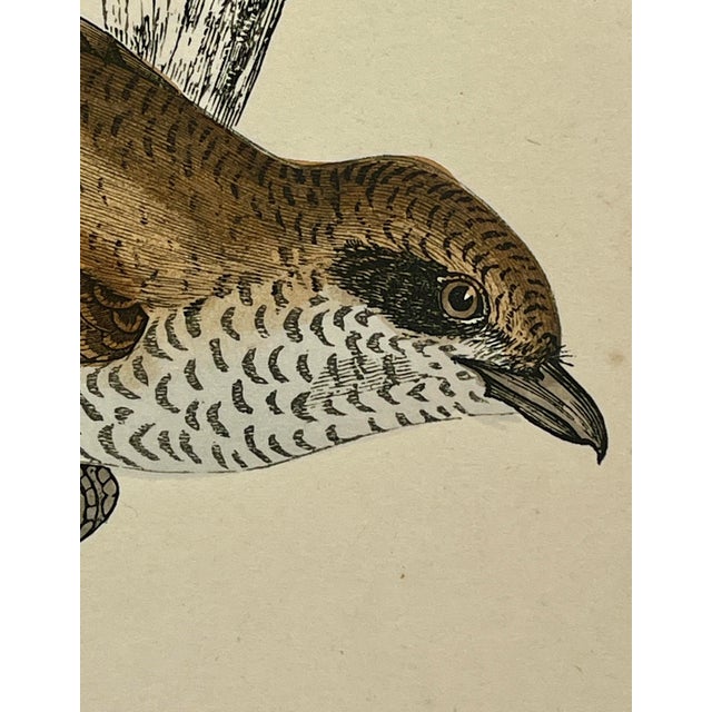 Plastic Antique Hand Tinted Bird Print From England Featuring a Pair of Red-Backed Shrikes - Circa 1880 For Sale - Image 7 of 12