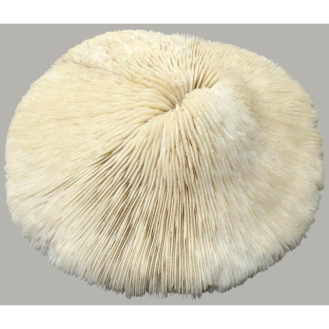 Pair Natural Plate Mushroom Coral Skeleton Specimens 6" & 7" Coastal Decor For Sale - Image 4 of 7