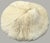 Pair Natural Plate Mushroom Coral Skeleton Specimens 6" & 7" Coastal Decor For Sale - Image 4 of 7