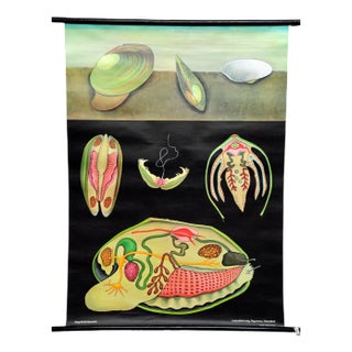 River Mussel Maritime Decorative Wall Chart Art Print by Jung Koch Quentell For Sale