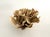1990s Natural Unbleached Poca Coral Specimen For Sale - Image 5 of 5