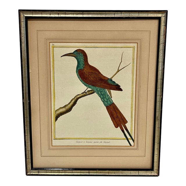 Antique Francois Martinet Bird Hand Colored Print "Bee Eater" Framed No Glass For Sale