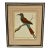 Antique Francois Martinet Bird Hand Colored Print "Bee Eater" Framed No Glass For Sale