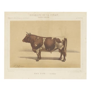 Olivier De Penne, Ayrshire Bull, Scottish Cattle, 1863, Chromolithograph For Sale
