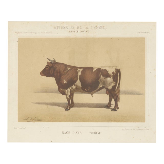 Olivier De Penne, Ayrshire Bull, Scottish Cattle, 1863, Chromolithograph For Sale