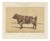 Olivier De Penne, Ayrshire Bull, Scottish Cattle, 1863, Chromolithograph For Sale