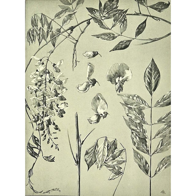 1902 Set of 2- Antique French Botanicals-Wisteria, Fushia, Documentation For Sale - Image 9 of 10