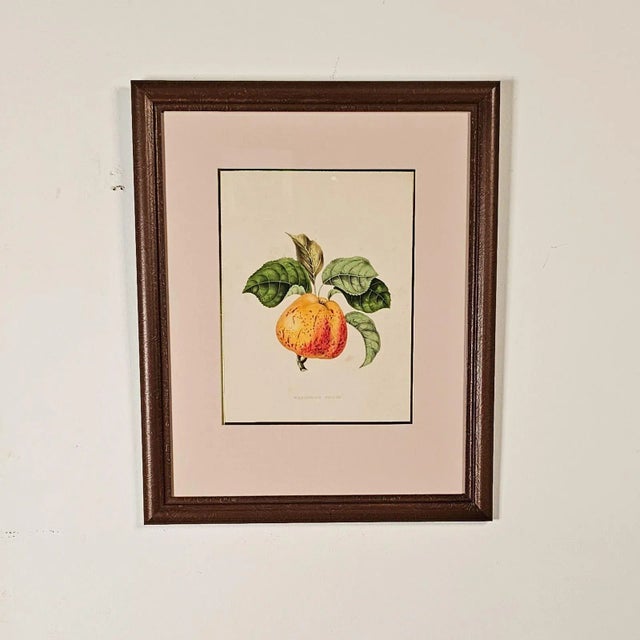 Early 19th Century Print From Botanical Study of Fruits and Nuts by Duhamel Du Monceau, Early 19th Century For Sale - Image 5 of 5