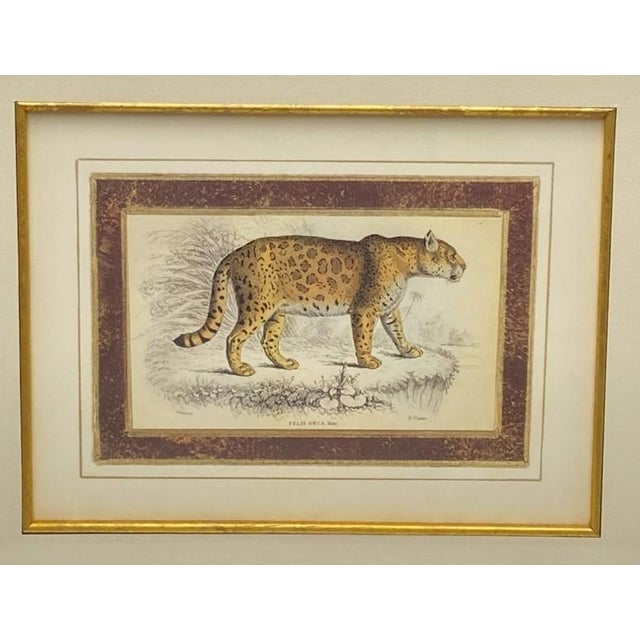 Realism Pair: Vintage Jaguar Felis Onca Book Plate Lithographs Framed Art Print Big Cats For Sale - Image 3 of 18