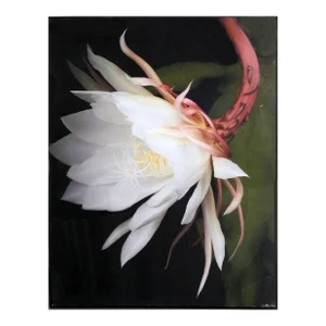 Queen of the Night, Jonathan Singer, Print
