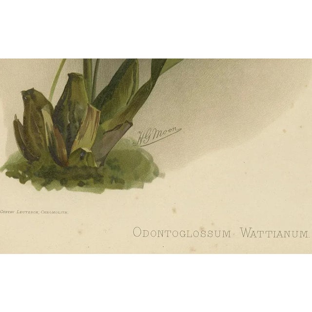 Orchid Odontoglossum Wattianum, 1888, Print For Sale - Image 4 of 10
