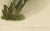 Orchid Odontoglossum Wattianum, 1888, Print For Sale - Image 4 of 10