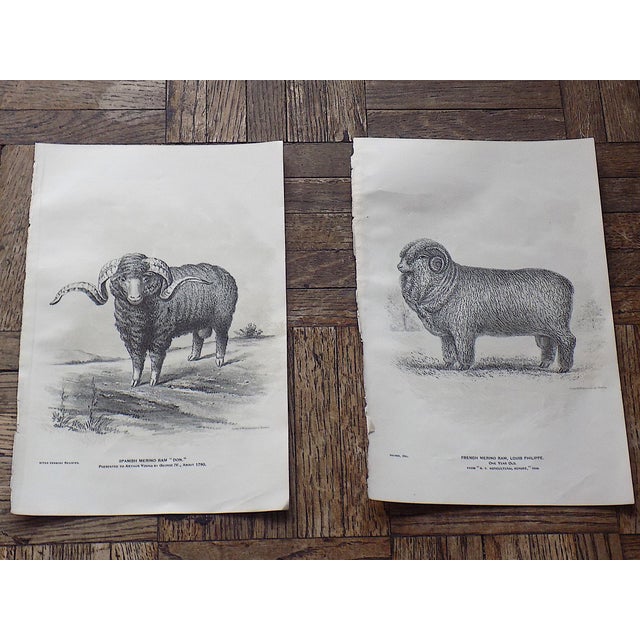 Realism Authentic Antique 19th Century Sheep Stone Lithographs - Set of 12 For Sale - Image 3 of 9
