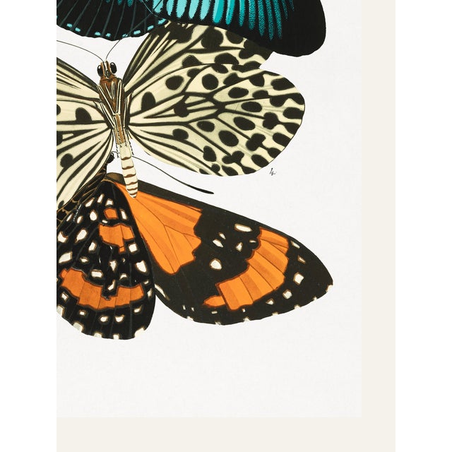 Not Yet Made - Made To Order Butterflies (E. A. Séguy), Vintage Art Print Reproduction, 18" × 24" For Sale - Image 5 of 6