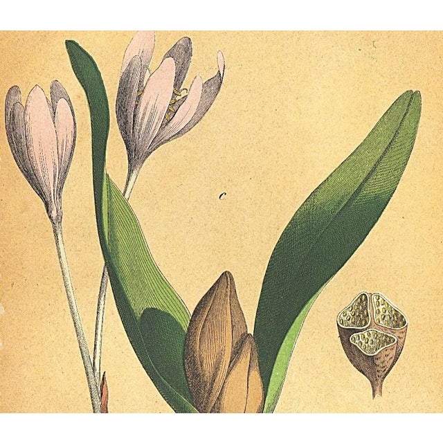 RARE! This is a matted original chromolithograph botanical that dates to the 1860’s! It is one of the oldest antique...