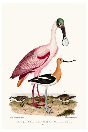 Roseate Spoonbill & Shorebirds, Vintage Natural History Art Print Reproduction, 16" X 24"