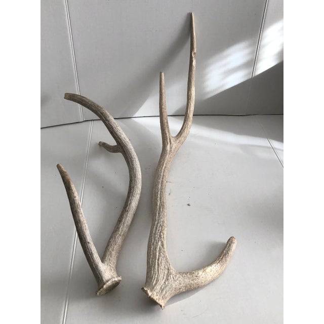 Off-white Vintage Worn/Weathered Elk Horns - a Pair For Sale - Image 8 of 8