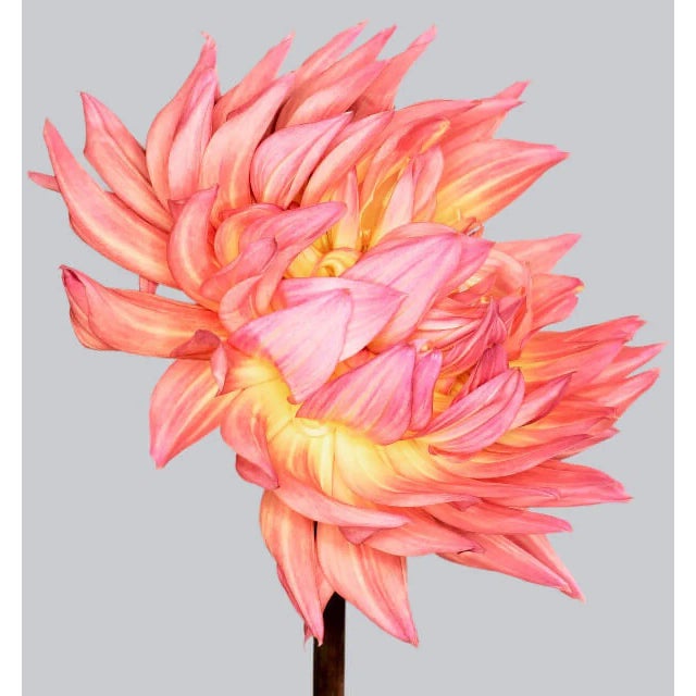 Dahlia 3 is a gorgeous Archival Inkjet Print by contemporary photographer Philip Gatward. This print 16" x 20" in a...